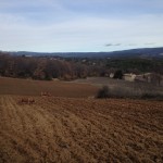 Orange Tractor and fat dog!