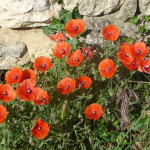 Poppy Spots