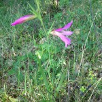 Wild Gladioli