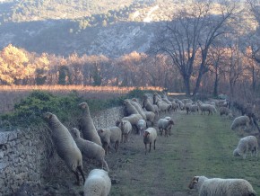 '..and little lambs eat ivy..'