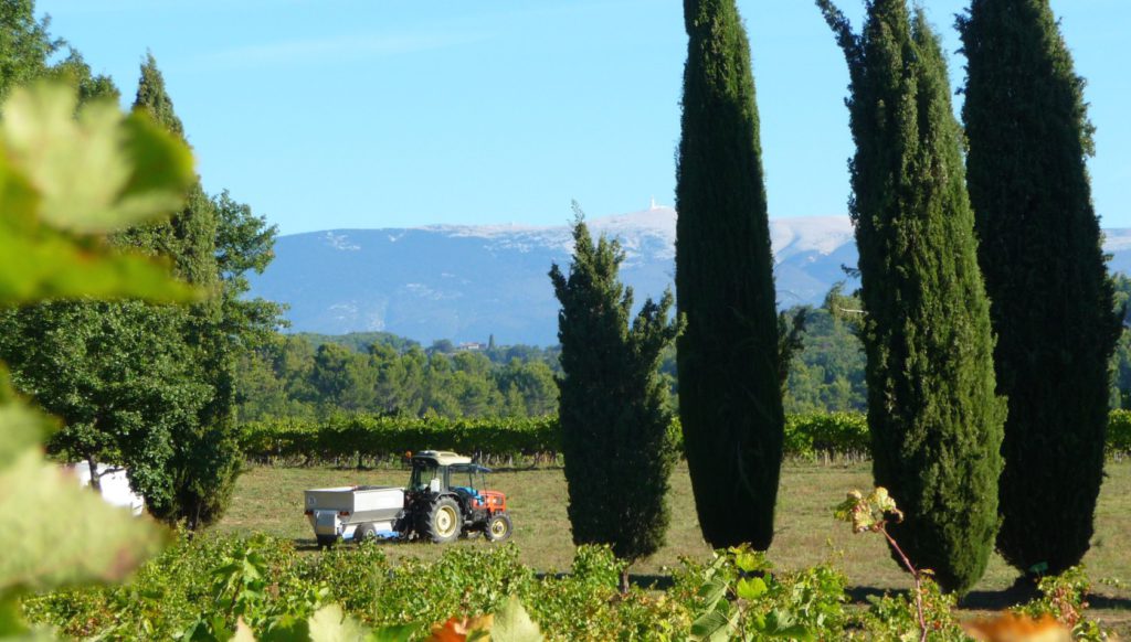 A view from the vines towards Mont Ventoux