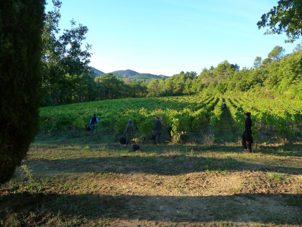 First row of the day - Syrah Cypress