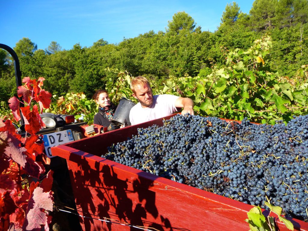A trailer full of syrah